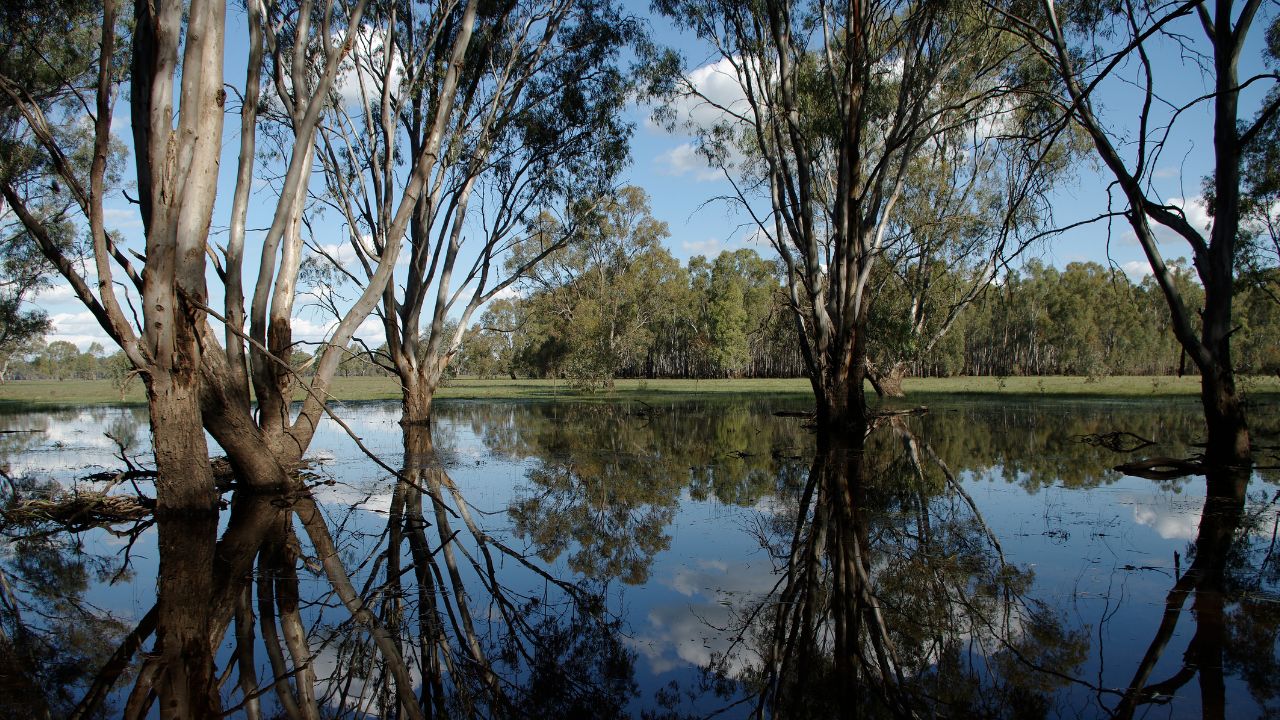 Native trees in a regional forested wetland setting Native trees in a regional forested wetland setting